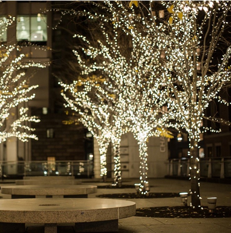 Trees professionally wrapped with warm white Christmas lights