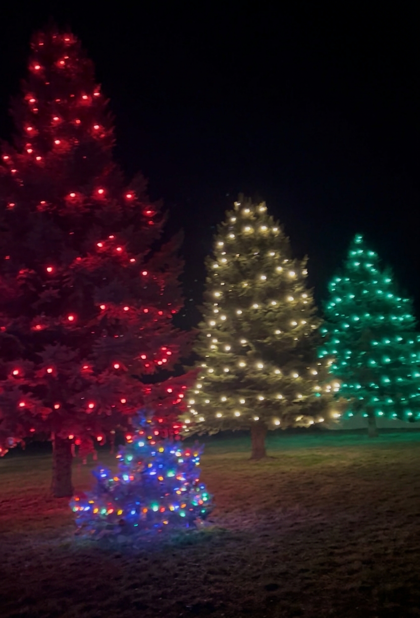Trees professionally wrapped in colored Christmas lights